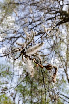 Gentle Spring Scene. Delicate Willow Blossoms Catch Sunlight And Sway Peacefully In Gentle Spring Breeze