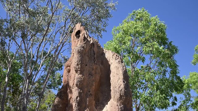 Giant magnetic termite mounds in Litchfield National Park, Northern Territory, Australia. Unique natural formations in tropical savanna landscape showing ecological adaptation and wildlife habitat.