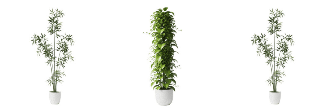 Tall Columnar Green Plant in White Modern Pot for Room Decor Transparent PNG