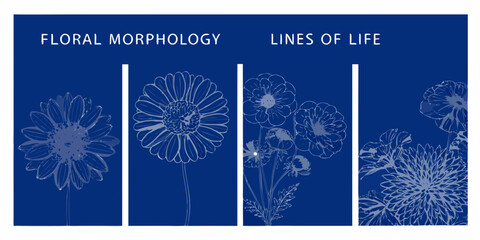 Floral morphology illustration depicting lines of life with daisy like blooms © Asadul