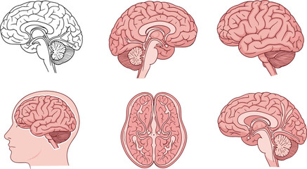 Detailed Human Brain Anatomy Set with Multiple Views Including Side, Cross Section, and Top Perspectives for Medical Education, Neurology Study, and Scientific Illustration Use
