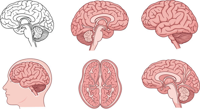 Detailed Human Brain Anatomy Set with Multiple Views Including Side, Cross Section, and Top Perspectives for Medical Education, Neurology Study, and Scientific Illustration Use