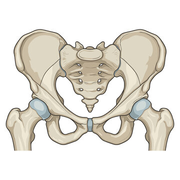 Human Pelvis Bone Detailed Anatomy High Detail Vector Illustration Isolated