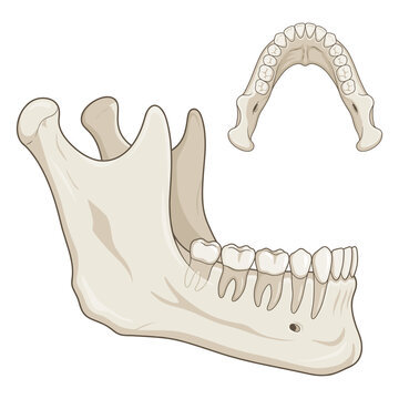 Human Mandible Jaw Bone Detailed Anatomy Ultra High Detail Vector Illustration Isolated