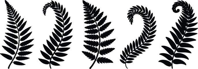 Professional minimalist vector fern leaves silhouettes collection for organic nature branding forest botanical garden design and tropical foliage decorative elements. © Sumaiya