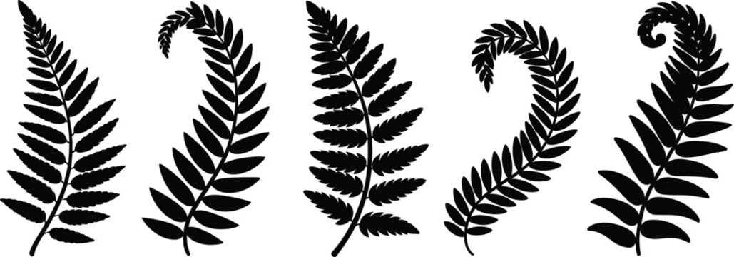Professional minimalist vector fern leaves silhouettes collection for organic nature branding forest botanical garden design and tropical foliage decorative elements.