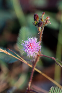 Close-up of sensitive plant flower (mimosa pudica) with purple spherical bloom and soft natural bokeh background