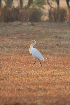 Cattle egret walking through dry grass field in warm golden sunlight, white wading bird in natural rural landscape