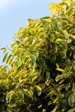 Variegated rubber plant Lemon Lime leaves glowing in warm sunlight against blue sky, vibrant tropical foliage with green and yellow patterns