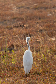 Great egret standing in dry grassland at golden hour, rear view of white wading bird in natural habitat with warm sunlight