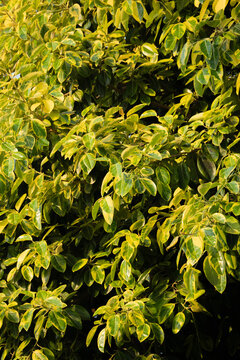 Dense variegated rubber plant Lemon Lime foliage in warm sunlight, vibrant green and yellow leaves forming lush tropical background texture.