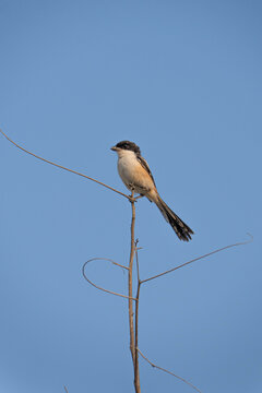 Long-tailed shrike perched on thin branch against clear blue sky, minimal composition with small bird in natural habitat and ample copy space