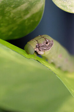 Close-up macro of green caterpillar with snake-like eye spots on leaf, camouflaged insect feeding on foliage in natural environment