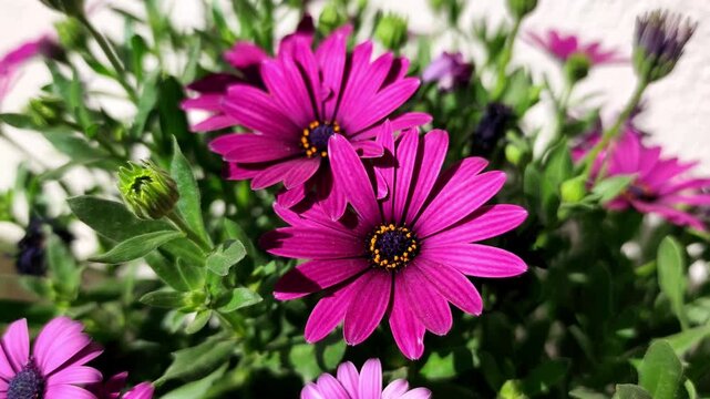 Cape Marguerite: a species of perennial ornamental plant, its botanical name is Dimorphotheca ecklonis.
