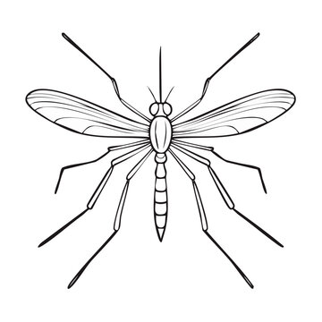 Detailed line drawing of a mosquito insect with wings and long legs spread out