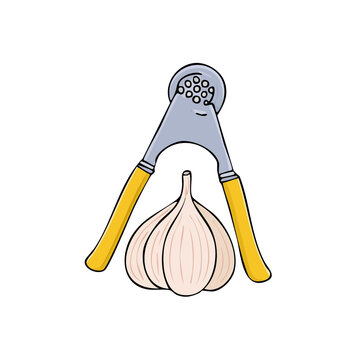 Illustration of a garlic press and a whole bulb of garlic ready for mincing