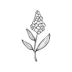Fototapeta premium Hand-drawn illustration of a single sorghum grain stalk with leaves and seed head