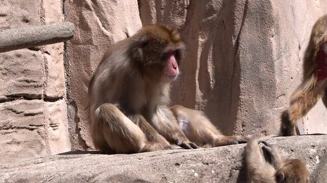 Monkeys (Macaca fuscata), appearing one after another, are also known as the snow monkey