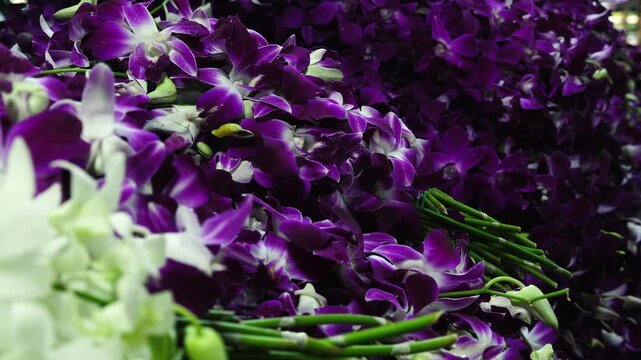 Purple Dendrobium orchids resting on table, Dendrobium sonia displayed at indoor flower market, floral design background, event decoration, botanical market footage, slow motion