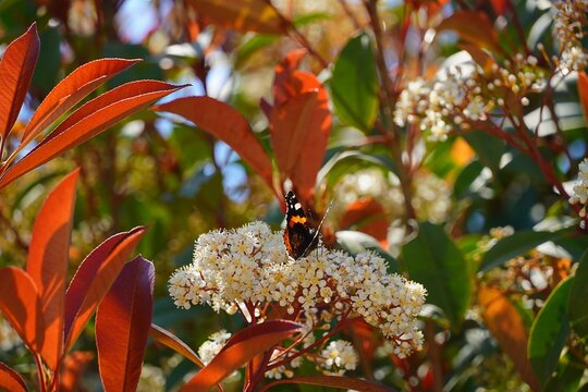 A red admiral butterfly on a blooming photinia fraseri red robin shrub flowers