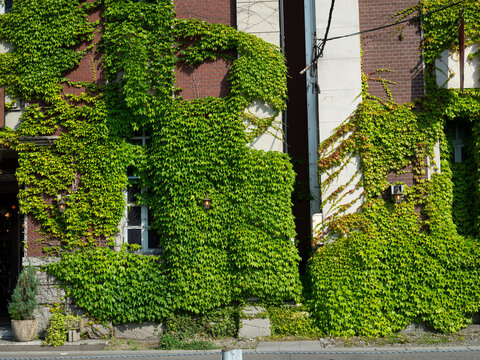 old brick wall with ivy