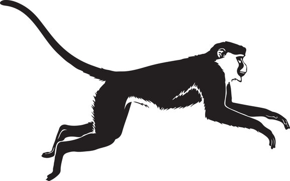  Patas monkey in silhouette