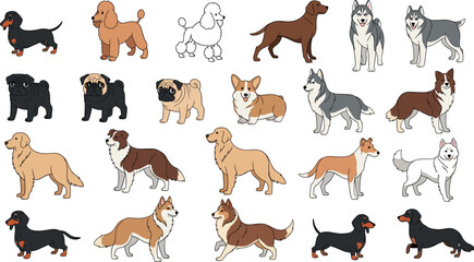 Large collection of various dog breeds including husky poodle pug corgi dachshund and golden retriever isolated on white background vector © Lunavera art
