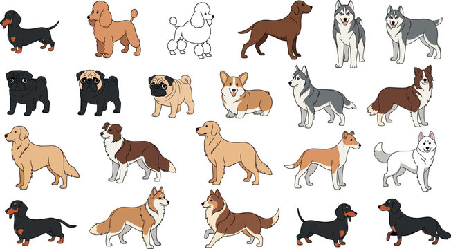 Large collection of various dog breeds including husky poodle pug corgi dachshund and golden retriever isolated on white background vector