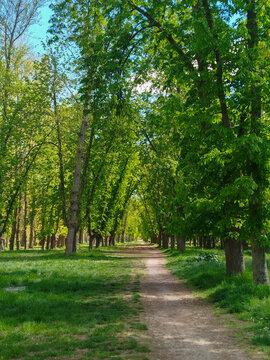 Sendero de tierra entre frondosos &aacute;rboles en un bosque primaveral con luz solar
