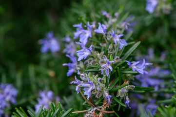 Obraz premium Rosemary Flowers Salvia Rosmarinus Medicinal Perennial Evergreen Shrub Close Up