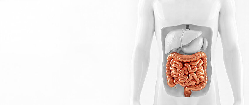 3D medical rendering of the human intestines, highlighted in a polished bronze finish, inside a grey male anatomical torso. Liver and stomach are in grey. White background, front view