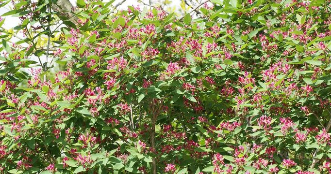 Lonicera tatarica ou lonicera korolkowii 'Zabelii'. Ch&egrave;vrefeuille de Barbarie d'ornement au port buissonnant et &agrave; floraison rose vif sur des rameaux &agrave; l'aisselle d'un feuillage vert moyen et glauque
