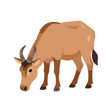 Isolated hartebeest grazes on the grass in a field, head down, vector illustration