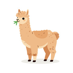 Fototapeta premium A cartoon llama with fluffy fur and spots is eating grass, and it stands on a white background.