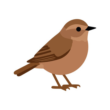 Illustration of a small brown nightingale standing on its feet