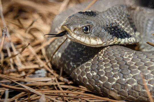 eastern hognose snake Heterodon platirhinos hooded head with tongue closeup