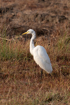 Great egret standing in dry grassland during golden hour, white wading bird with soft warm light and natural earthy tones