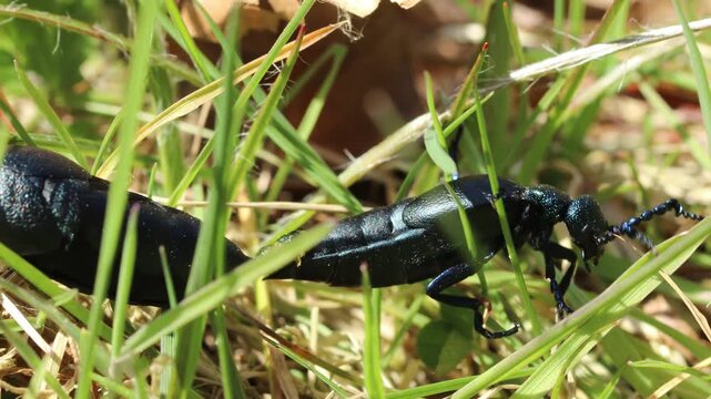 Paarung des Schwarzblauen &Ouml;lk&auml;fers (Meloe proscarabaeus) im Gras