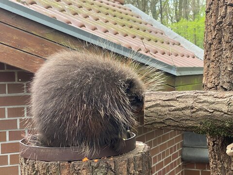 Baumstachler im Zoo auf Holzstumpf &ndash; stacheliges Nagetier, Wildtier, Tierverhalten, Natur, Gehege, Ruhe, Outdoor, Tierfotografie, Copyspace