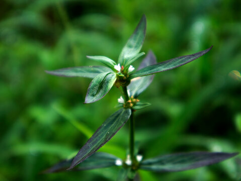 Spermacoce plants are known as useful weeds, especially for improving soil fertility by binding nitrogen, some other types are beneficial for health.