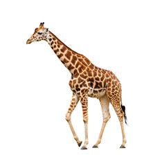 Obraz premium A giraffe walking isolated on transparent background with long neck and legs