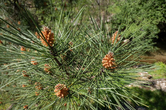 O in&iacute;cio do ciclo reprodutivo com pinhas de p&oacute;len em desenvolvimento num ramo de con&iacute;fera