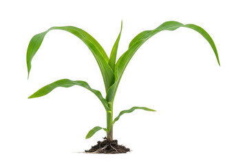 Fototapeta premium Young corn plant growing in soil isolated on transparent background