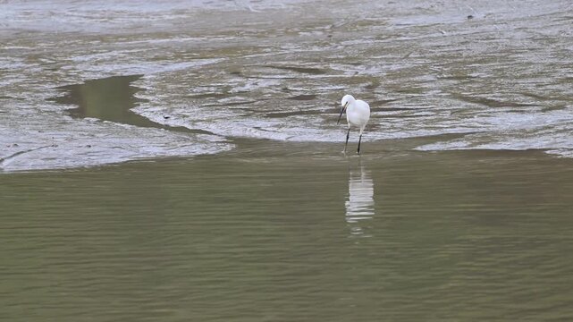 Australian heron wading at the edge of a waterway at Cahills Crossing, Northern Territory, Australia. Wildlife scene in natural habitat with flowing water and tropical landscape.