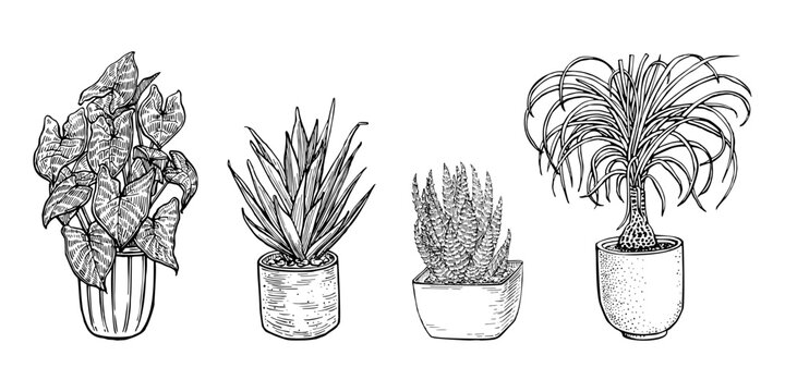 Set of Houseplants outline drawings. Indoor home plants in pots line art. Line ink sketch flowers in a pot. For home interior plans, design. Vector illustrations isolated on white background.