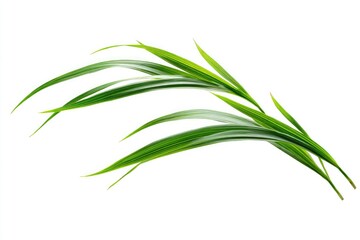 Fototapeta premium Delicate green grass blades arching gracefully against a clean white backdrop