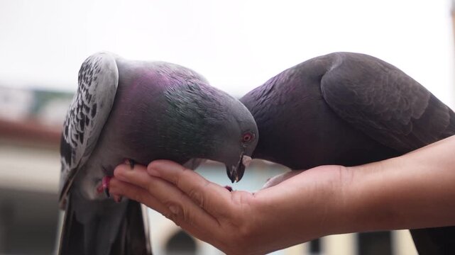 Close-up of two pigeons feeding from a human hand in an urban setting, showcasing gentle human-wildlife interaction, trust, and natural behavior with soft focus background