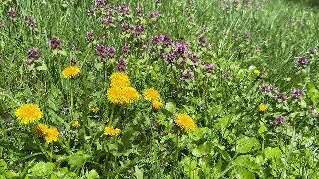 Dandelions yellow flowers and dead nettle purple flowering plant in the meadow grass.