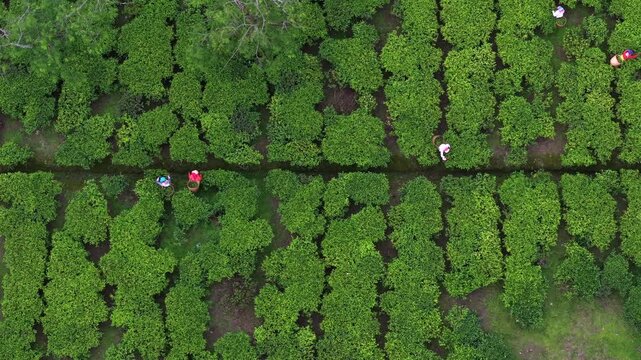 An aerial view shows workers plucking tea leaves across neatly patterned tea plantations in Assam, India, moving along narrow pathways amid dense green bushes, the rhythm of manual harvest