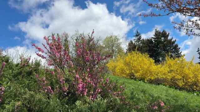 Beautiful spring nature with blloming yellow forsythia and pink prunus tenella dwarf almond shrubs.